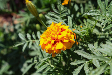 Tagetes erecta, Pot Meri gold, golden merigold or Tagetes Lemmonii Red and Yellow beautiful flowers