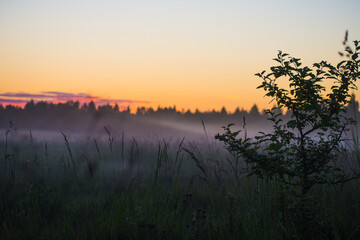 Obraz premium Fog falling on the grass in a field on a summer evening