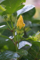 A yellow flower bud is on a green leaf