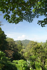 Obraz premium A lush green forest with a clear blue sky above