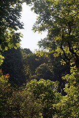 A forest with trees and a clear blue sky