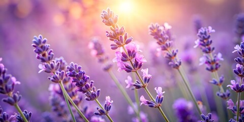 Fototapeta premium Field Of Lavender Flowers At Sunset.