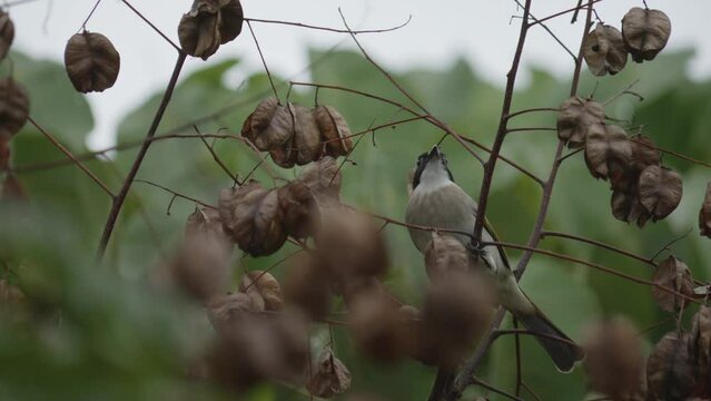 Chinese bulbul bird Pearched, Eating from Seed Pods Hanging in Tree, Close Up