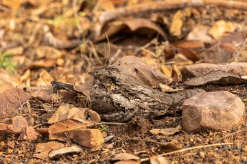 Nightjar Camouflaged Whilst nesting on The Ground in India