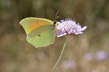 Cleopatra butterfly, Gonepteryx cleopatra close-up