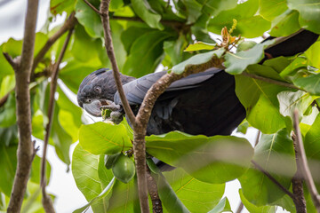 Male Red Tailed Black Cockatoo sitting on Branch with green Leaves, Queensland, Australia.