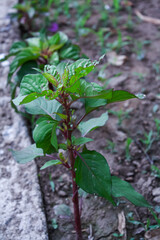 Amaranthus, Love-lies-bleeding, Pendant amaranth, Tassel, Velvet flower or Foxtail amaranth