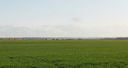 A field of green grass with a few cows grazing in it