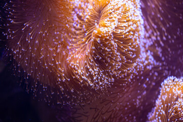 Beautiful sea anemones growing in the aquarium in Germany. Underwater scenery.