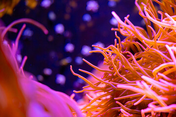 Beautiful sea anemones growing in the aquarium in Germany. Underwater scenery.