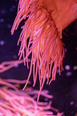 Beautiful sea anemones growing in the aquarium in Germany. Underwater scenery.