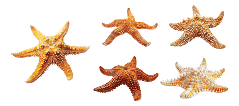 Collection set of Starfish or sea star isolated on background, marine animals life.