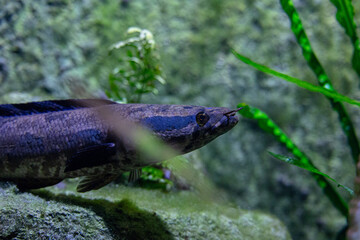 Beautiful underwater scenery in aquarium with blue fish. Tropical underwater life.