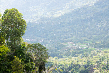 Fototapeta premium Hills covered with clove plants. How farmers plant cloves on sloping land.