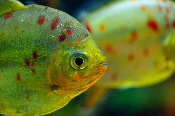 Beautiful underwater scenery in aquarium with green fish. Tropical underwater life.