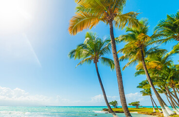 Sun shining  over a tropical beach with palm trees