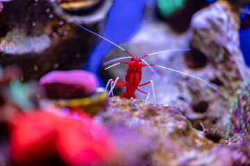 Beautiful underwater scene with red shrimp in aquarium in Dusseldorf, Germany. Tropical scenery.