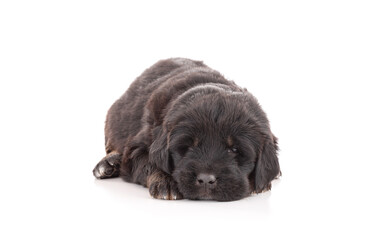 Puppy from a Tibetan dog