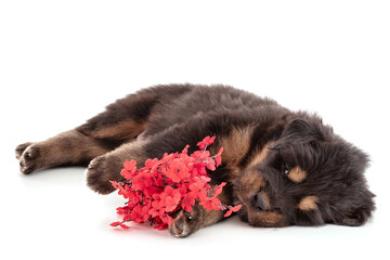 Obraz premium Puppy from a Tibetan dog farm