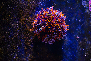 Beautiful underwater scene with sea urchin in aquarium in Dusseldorf, Germany. Tropical scenery.