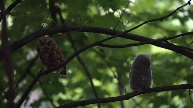 An adult eastern screech owl and its owlet perch near one another in the dark.
