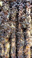 Closeup of honey bees inside the bee hive, bee cooperation communication. Frames of a bee hive. Beekeeper harvesting honey.
