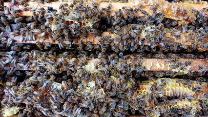 Closeup of honey bees inside the bee hive, bee cooperation communication. Frames of a bee hive. Beekeeper harvesting honey.