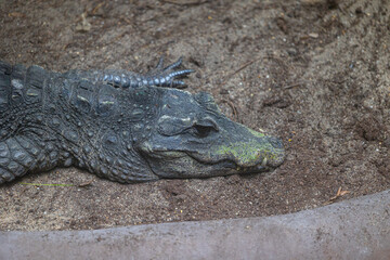 A beautiful crocodile living in a terrarium. Exotic scenery in aquazoo in Dusseldorf, Germany.