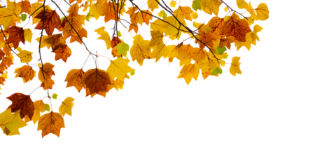 Colorful autumnal leaves isolated on white background. Tree and branches in fall, png  web banner