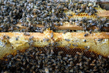 Closeup of honey bees inside the bee hive, bee cooperation communication. Frames of a bee hive. Beekeeper harvesting honey.