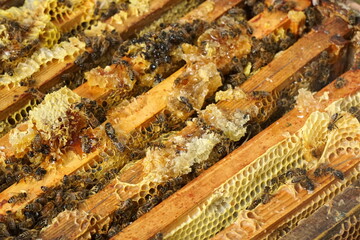 Closeup of honey bees inside the bee hive, bee cooperation communication. Frames of a bee hive. Beekeeper harvesting honey.