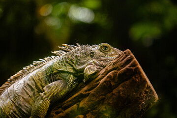 A beautiful green iguana resting in the tree in terrarium. Exotic scenery in aquazoo in Dusseldorf,...
