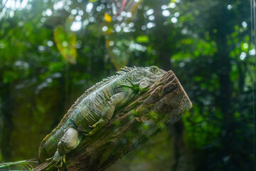 A beautiful green iguana resting in the tree in terrarium. Exotic scenery in aquazoo in Dusseldorf, Germany.