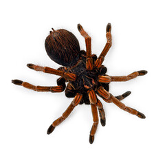 Large female Pamphobeteus solaris tarantula spider with orange legs is standing still. Top view on a white background.