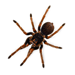 Large female Pamphobeteus solaris tarantula spider with orange legs is standing still. Top view on a white background.
