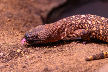 A beautiful, brown lizard living in the terrarium. An exotic scenery in aquazoo in Dusseldorf, Germany.