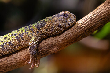 A beautiful, brown lizard living in the terrarium. An exotic scenery in aquazoo in Dusseldorf, Germany.