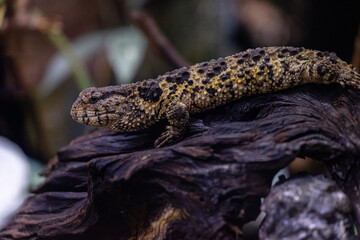 A beautiful, brown lizard living in the terrarium. An exotic scenery in aquazoo in Dusseldorf, Germany.
