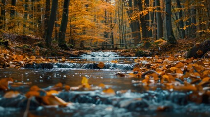 A stream of water with leaves floating on top