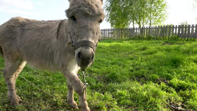 A close-up of a donkey grazing in a meadow against a blue sky.