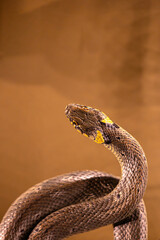 Fototapeta premium Beautiful brown snake living in a terrarium. Exotic scenery in aquarium in Dusseldorf, Germany.