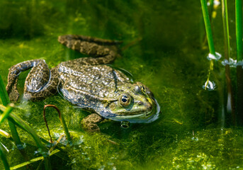 Green frog in pond full of algae