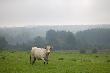 Beautiful cows grazing in the misty pasture during summer morning. Rural scenery of Latvia, Northern Europe.