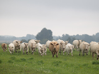 Beautiful cows grazing in the misty pasture during summer morning. Rural scenery of Latvia,...