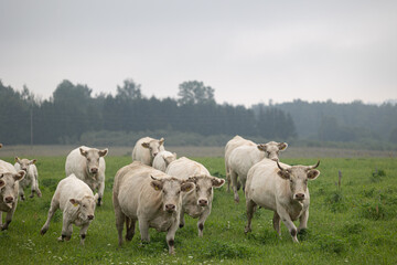 Beautiful cows grazing in the misty pasture during summer morning. Rural scenery of Latvia, Northern Europe.