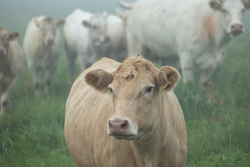 Beautiful cows grazing in the misty pasture during summer morning. Rural scenery of Latvia, Northern Europe.