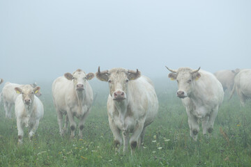 Beautiful cows grazing in the misty pasture during summer morning. Rural scenery of Latvia,...