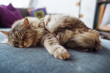 homemade fluffy big Maine Coon cat sleeping on sofa