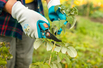 A gardener manually cuts a raspberry bush with a bypass pruner. Pruning of raspberry and blackberry...
