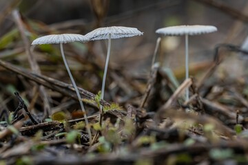 Close-up of delicate white mushrooms growing on forest floor with blurred background.